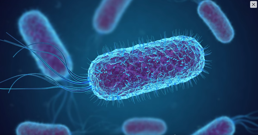 colorectal cancer gut bacteria